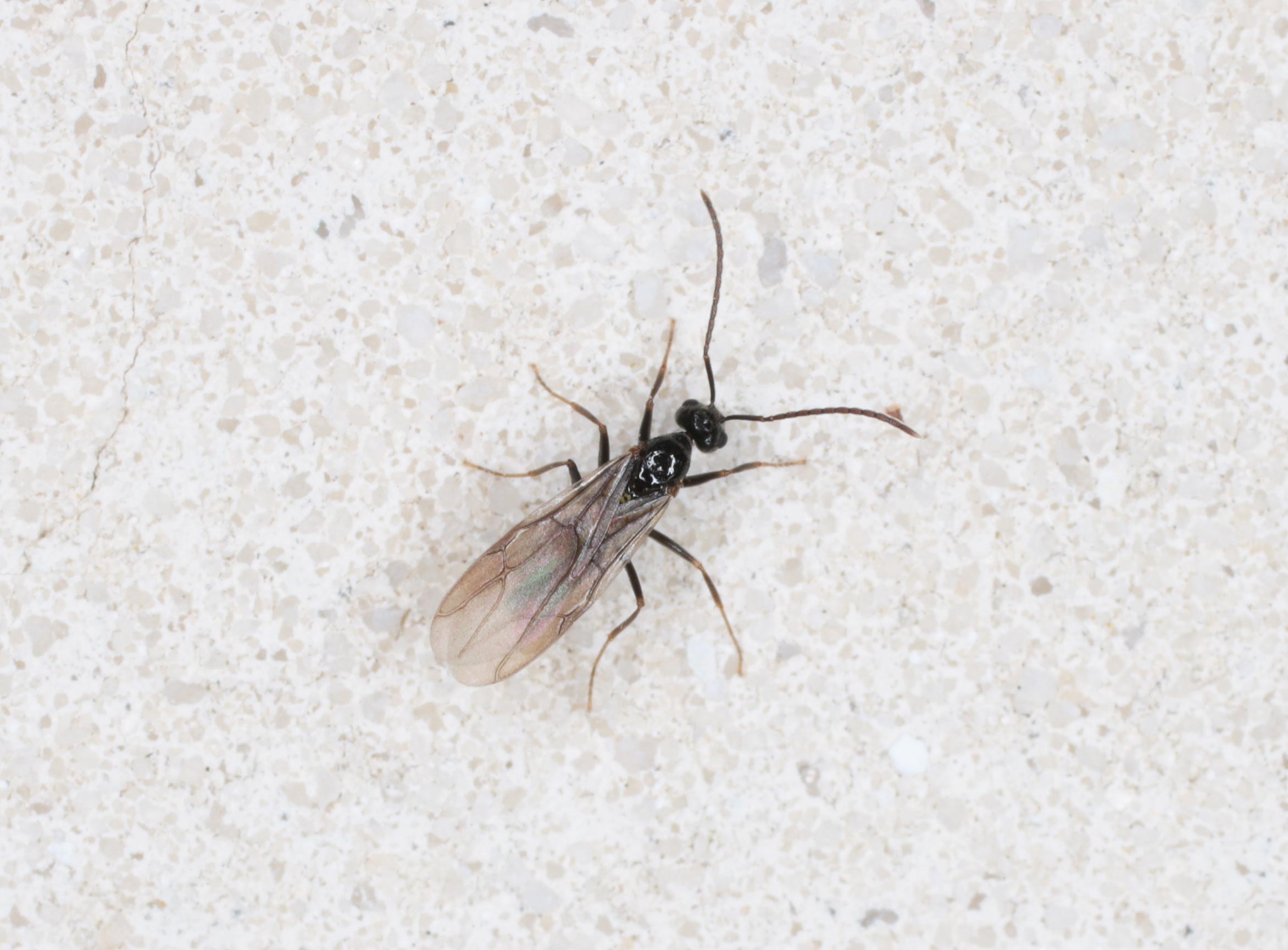Formicidae: Prenolepis nitens
